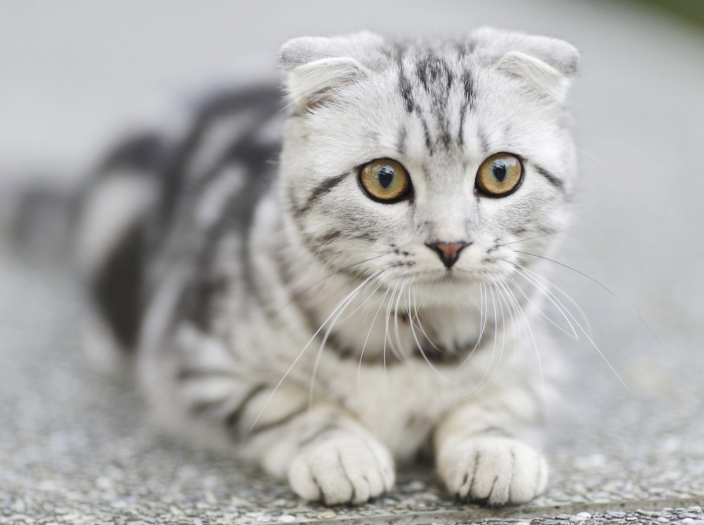A Scottish Fold kitten