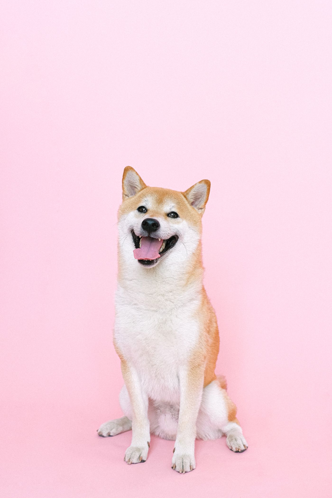 A fluffy shiba dog on a pink backdrop