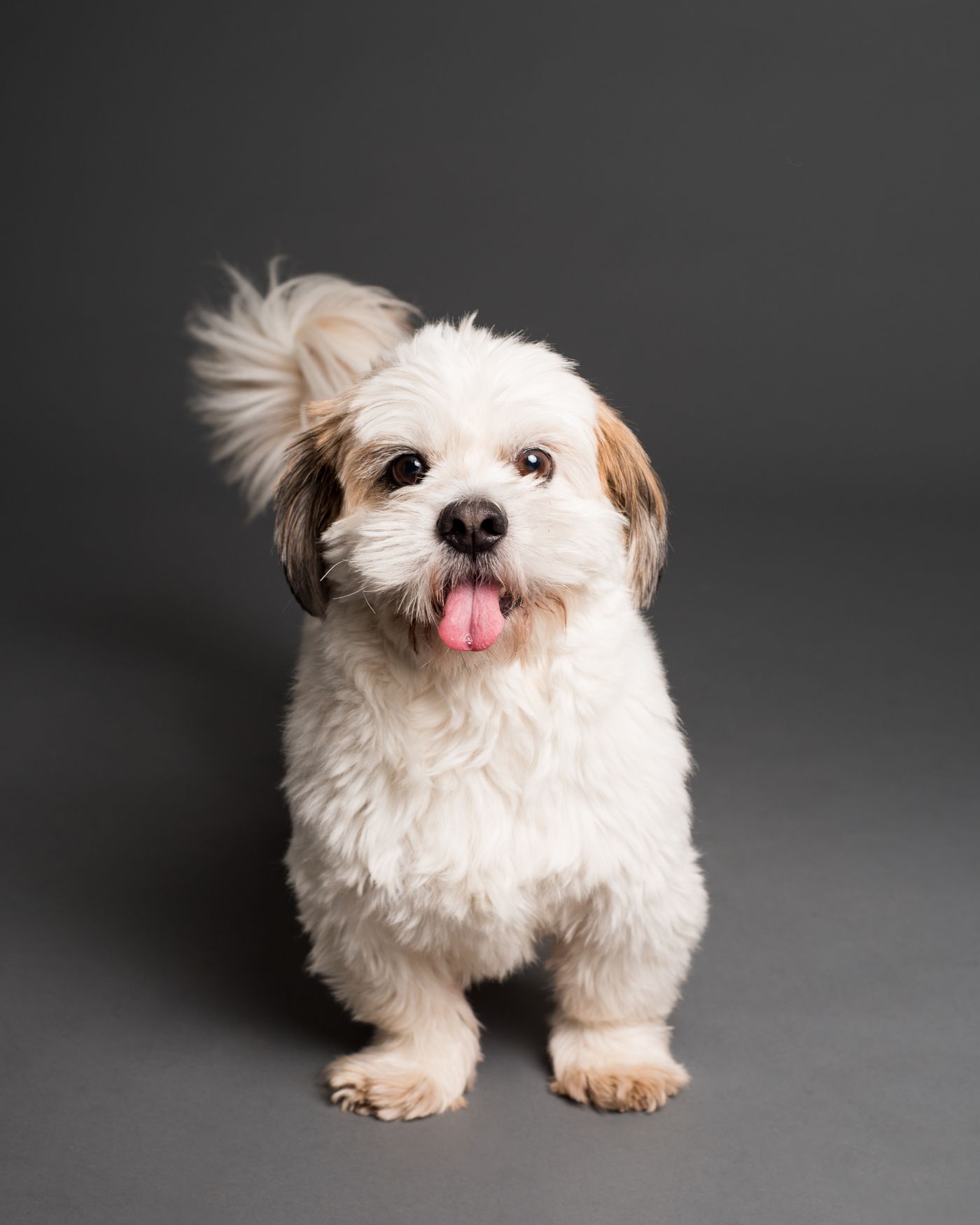 A freshly groomed fluffy dog, fresh from a trim