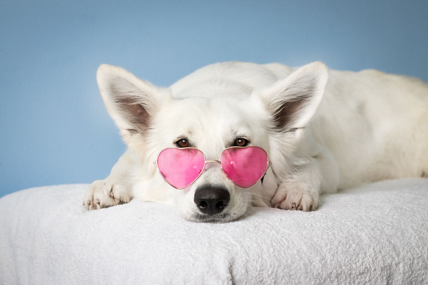 A happy dog wearing heart-shaped sunglasses