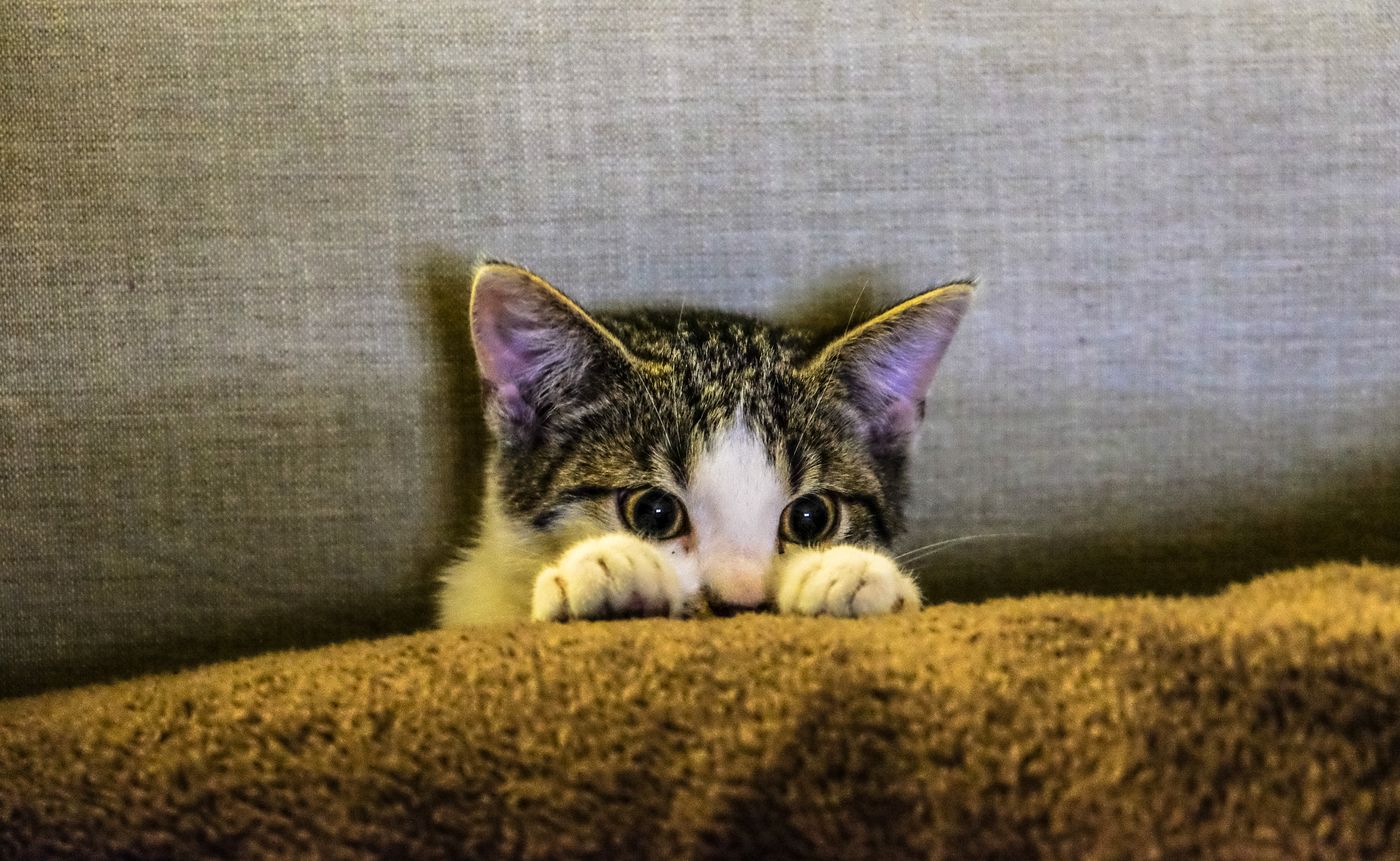 A tabby kitten with fluffy paws