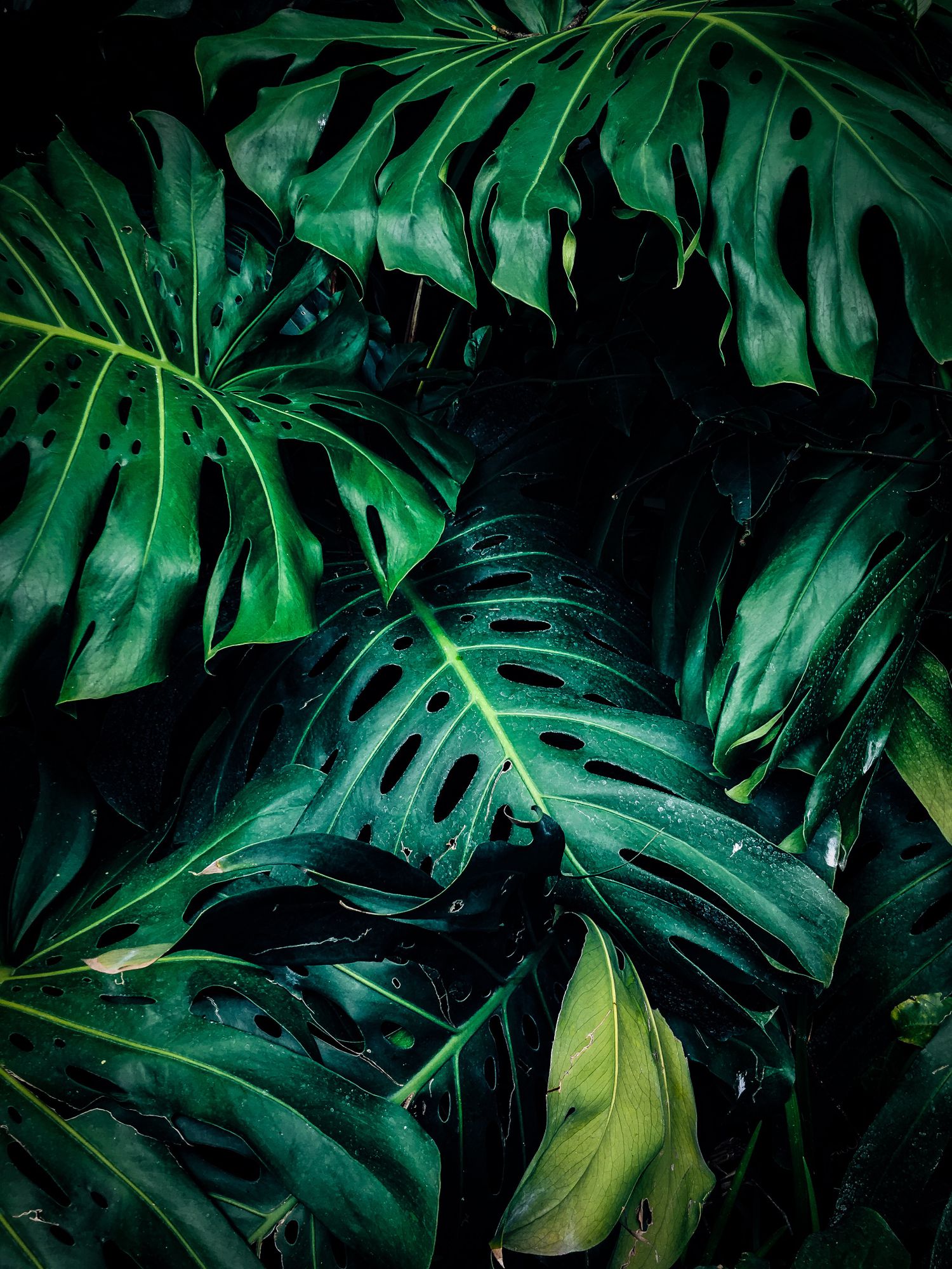Lush green foliage