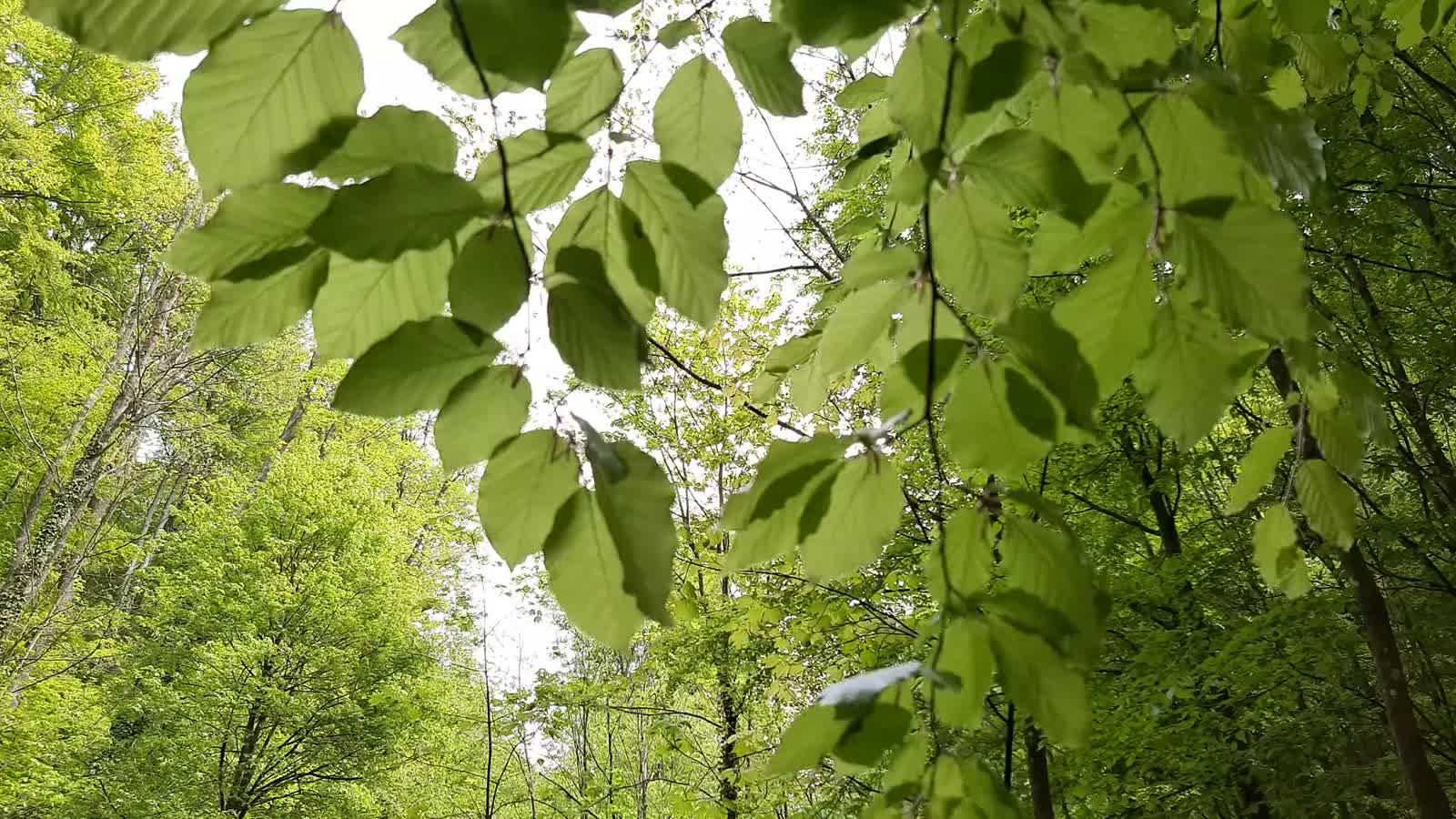 Backlit green foliage — sustainable salon