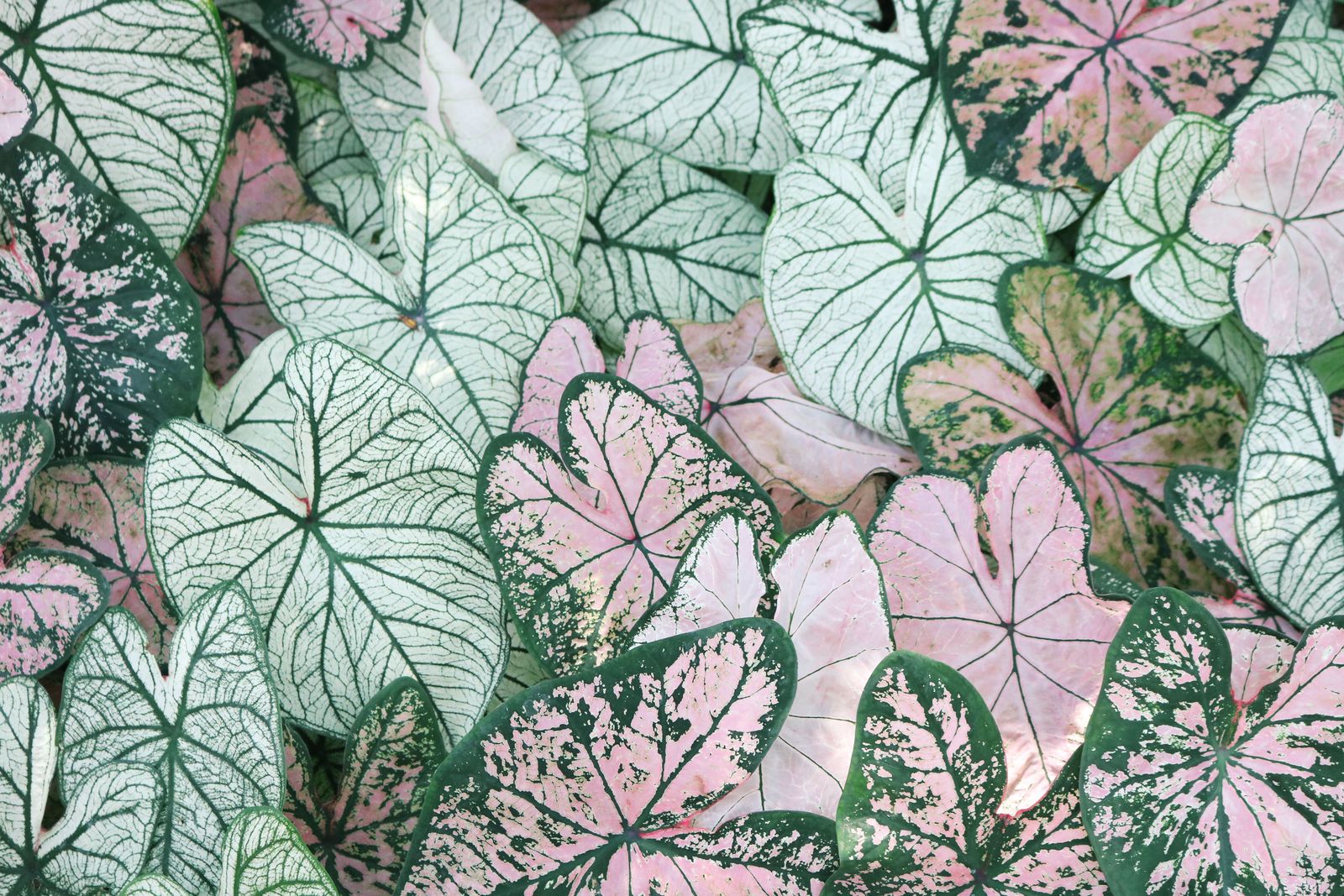 Soft variegated foliage texture