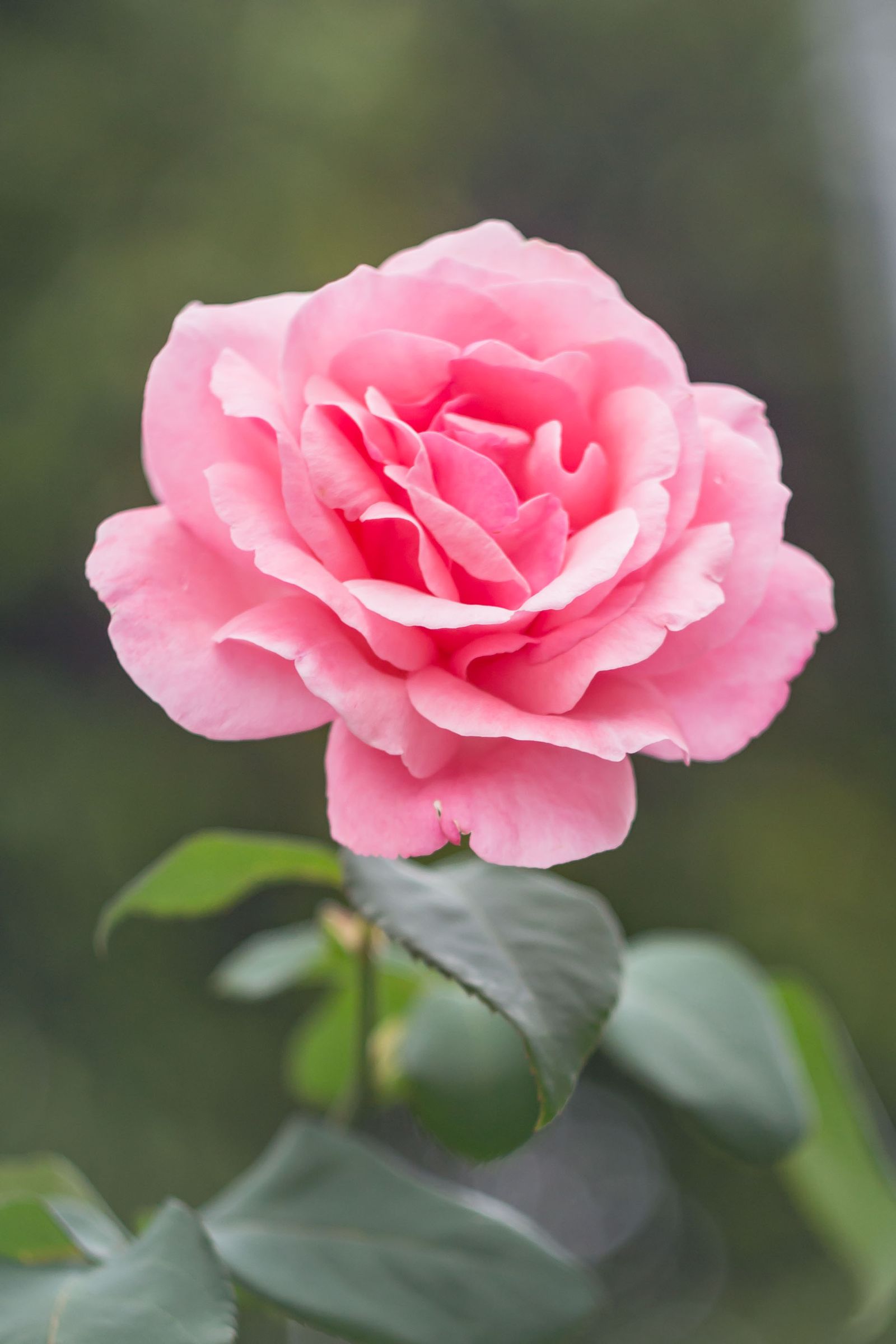 A single soft pink garden rose