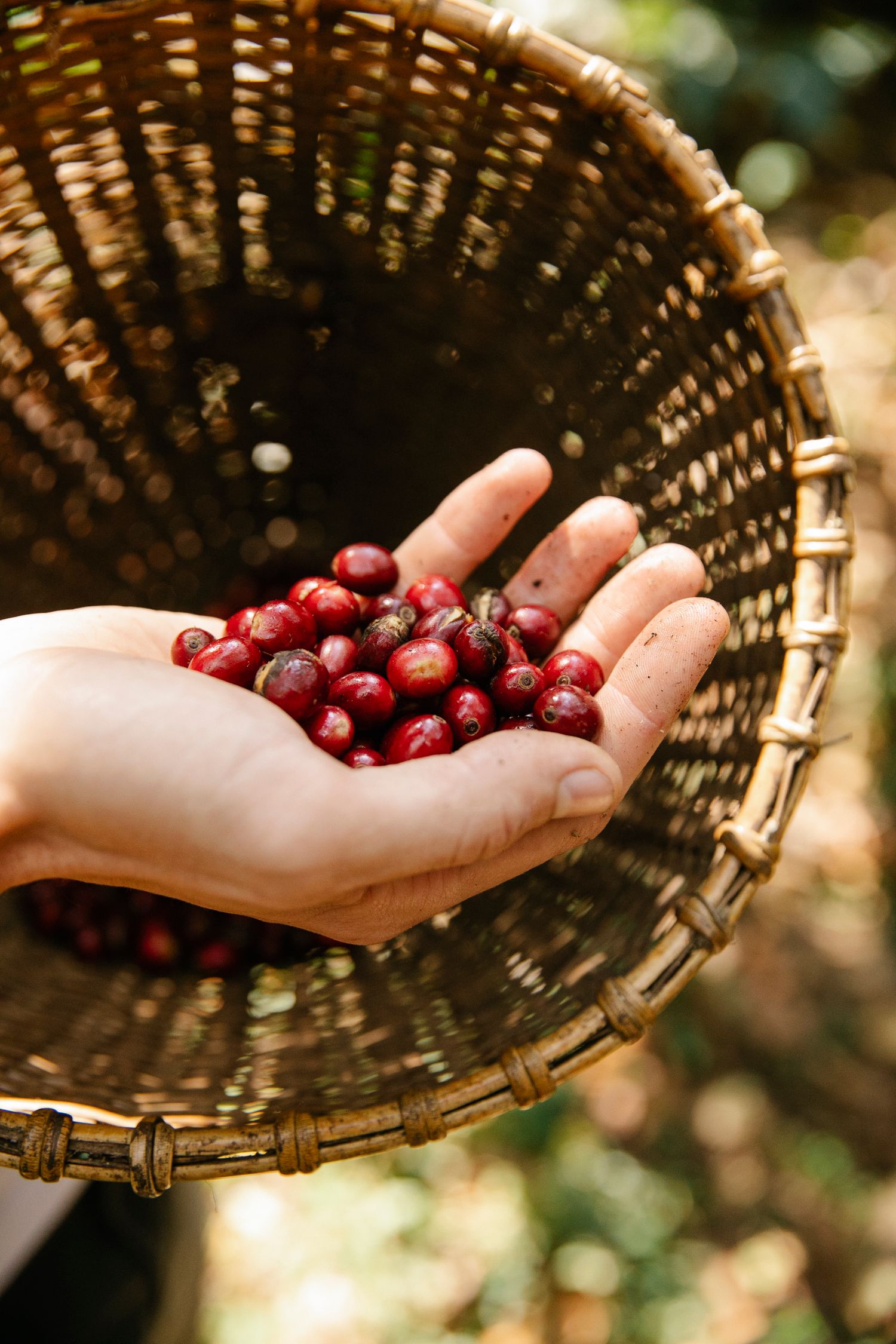 Hand holding coffee cherries