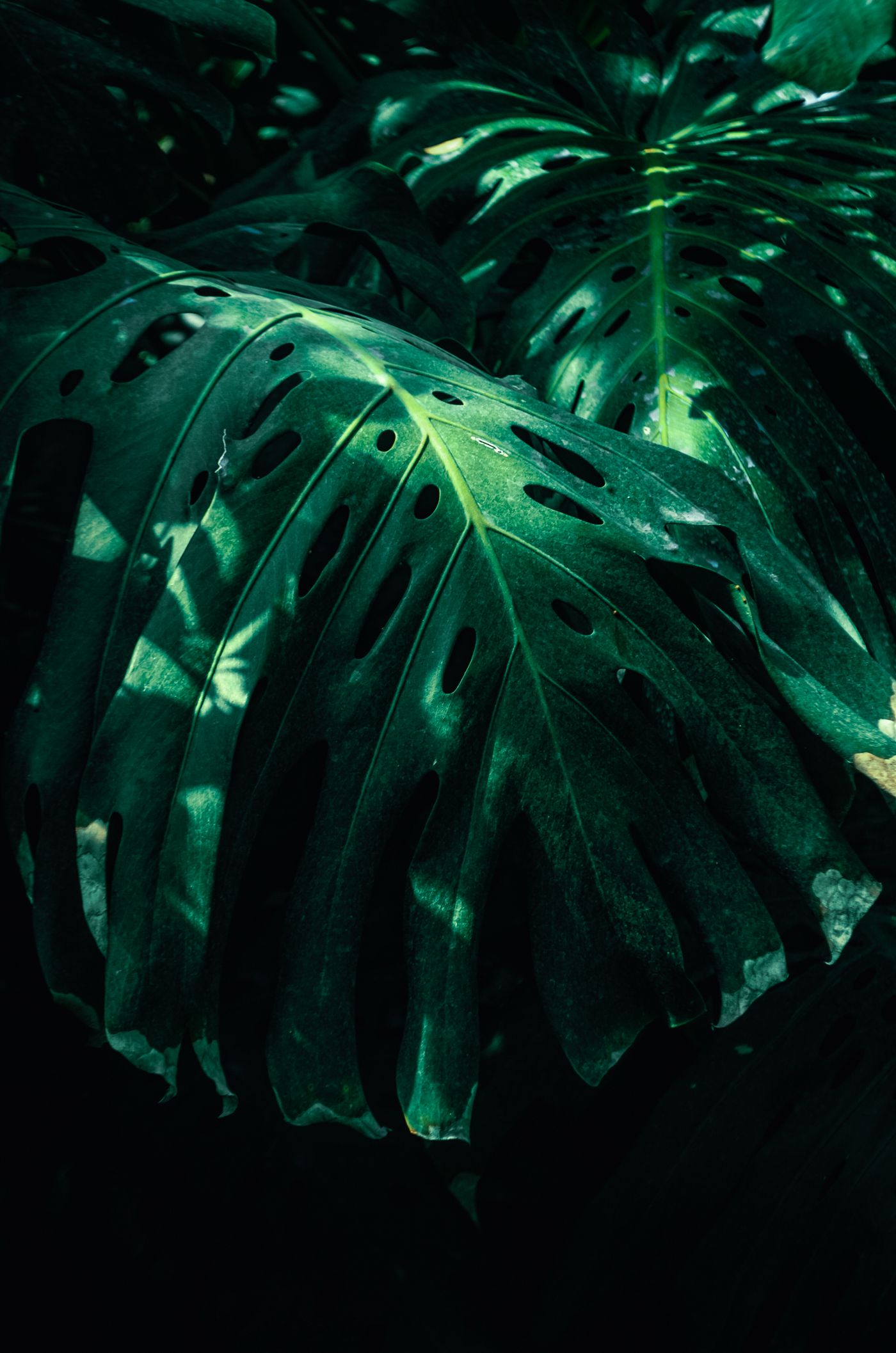 Green fern leaves