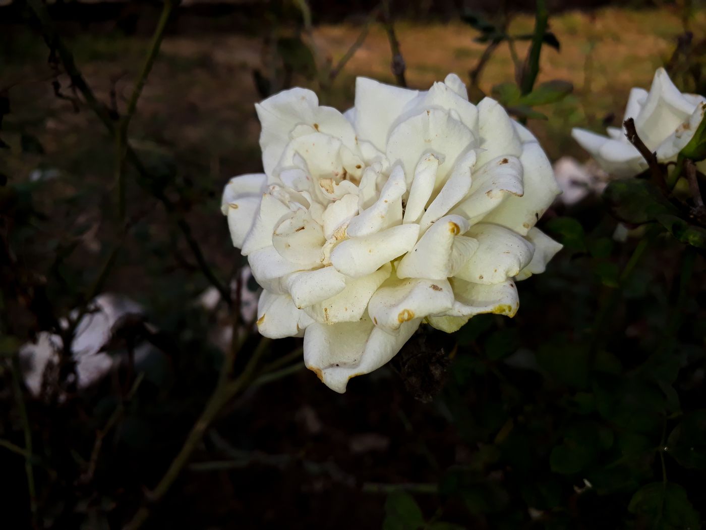 White bloom