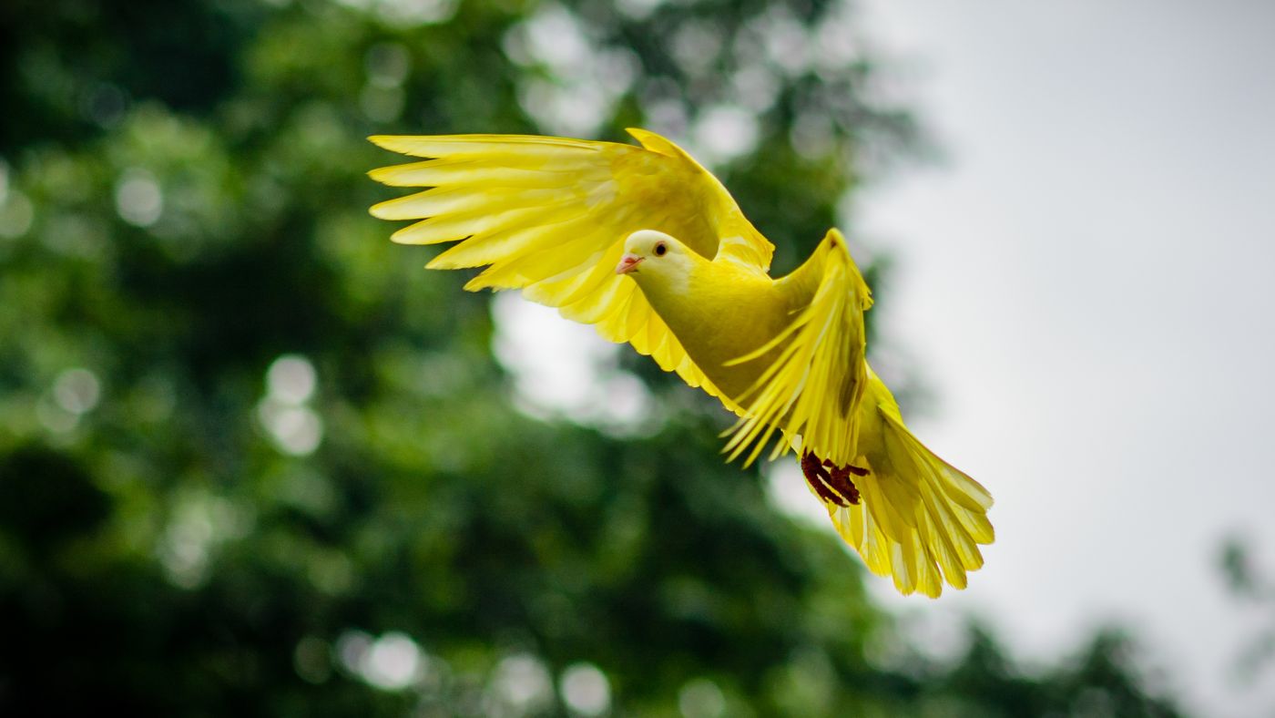A bright yellow bird in flight