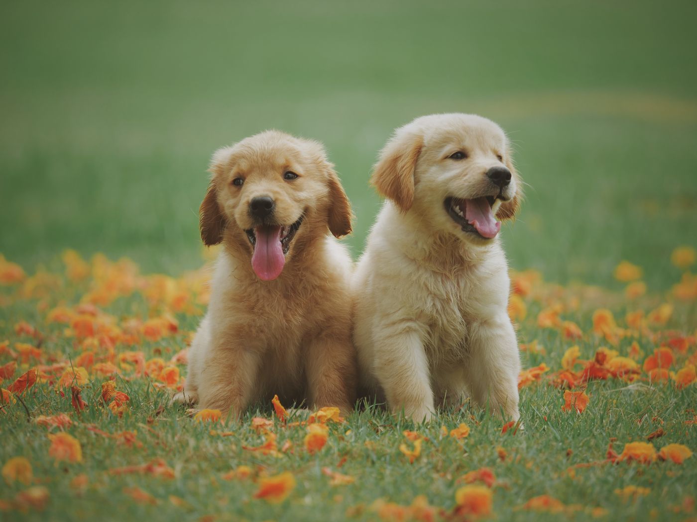 Two happy golden puppies in a meadow
