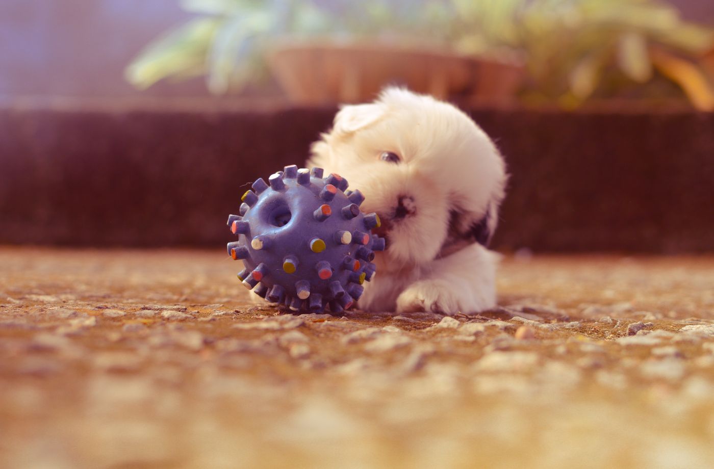 A puppy with a spiky toy ball