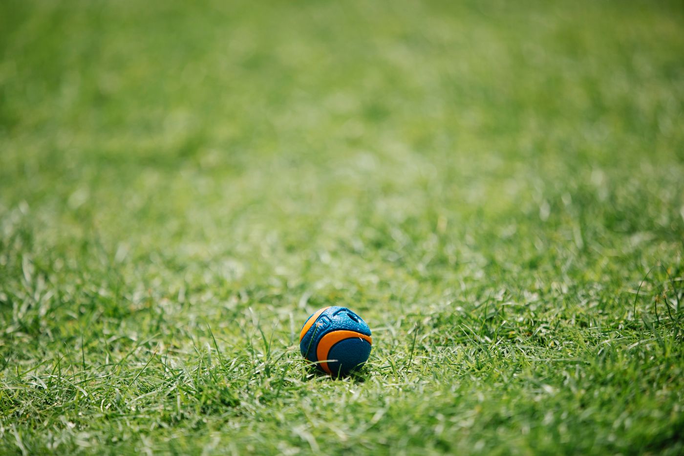 A colourful ball toy for dogs