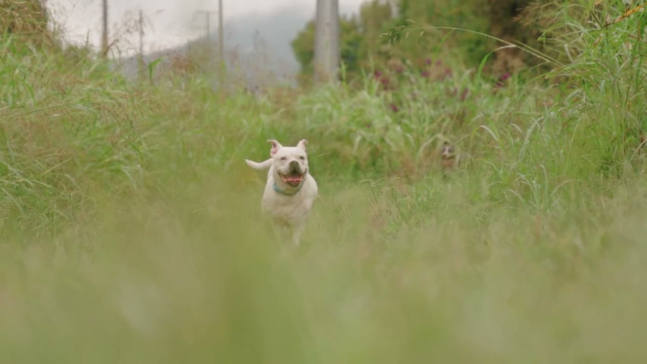 A happy dog running through a meadow