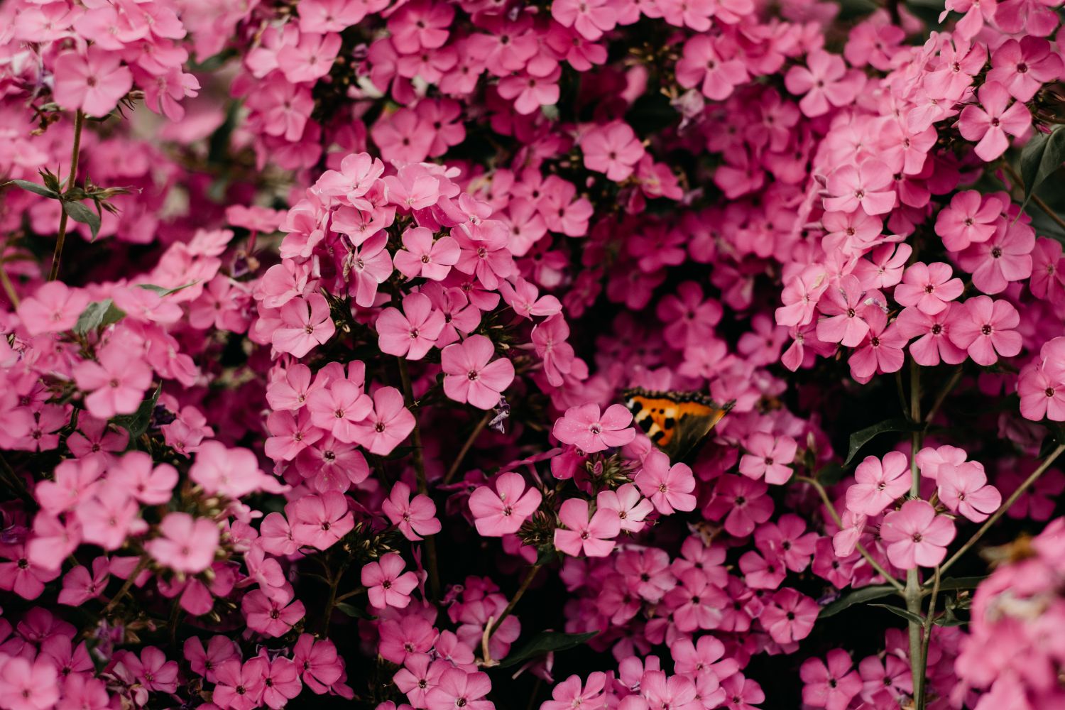 Quiet greenery and soft blooms