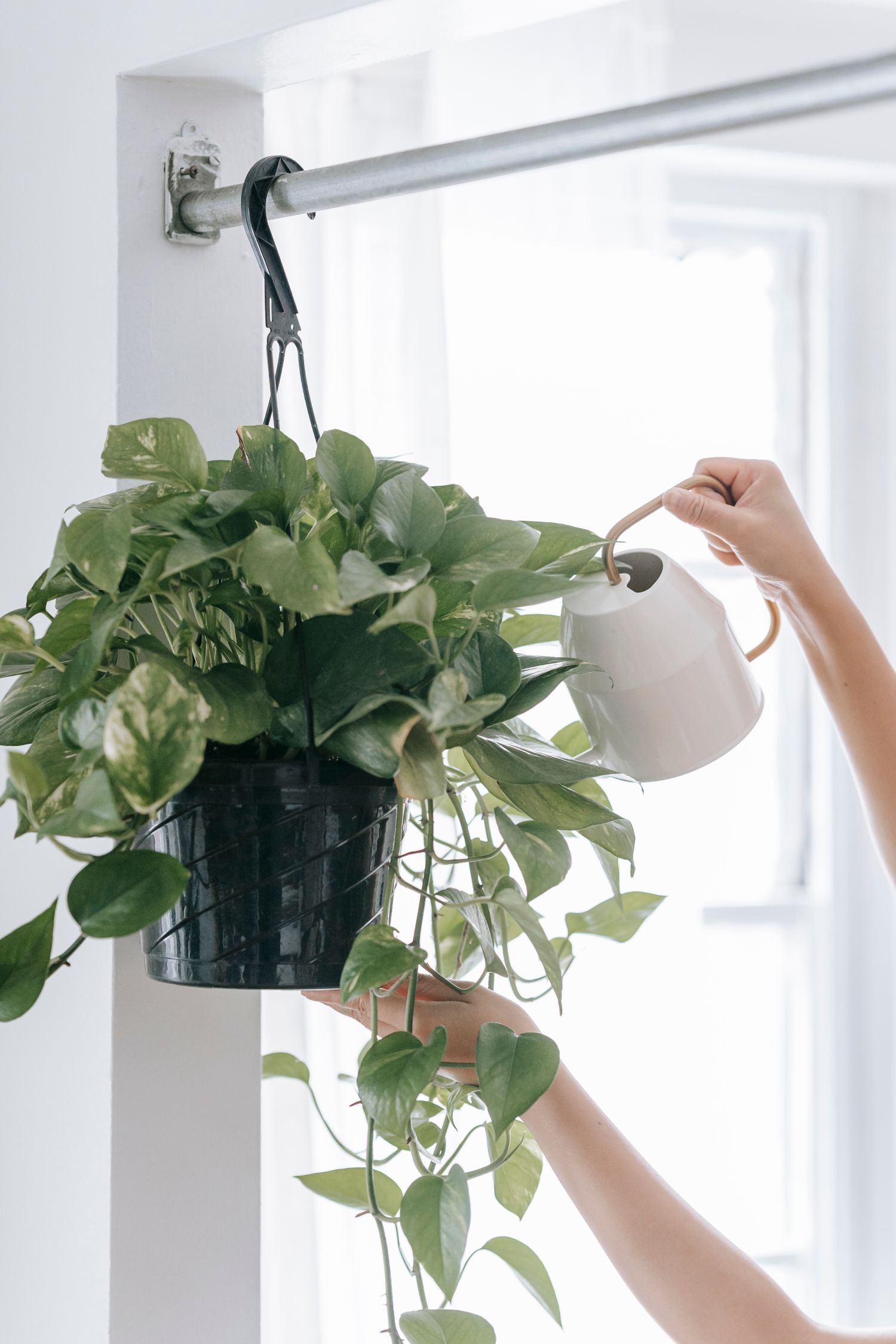 Hanging greenery watered by hand