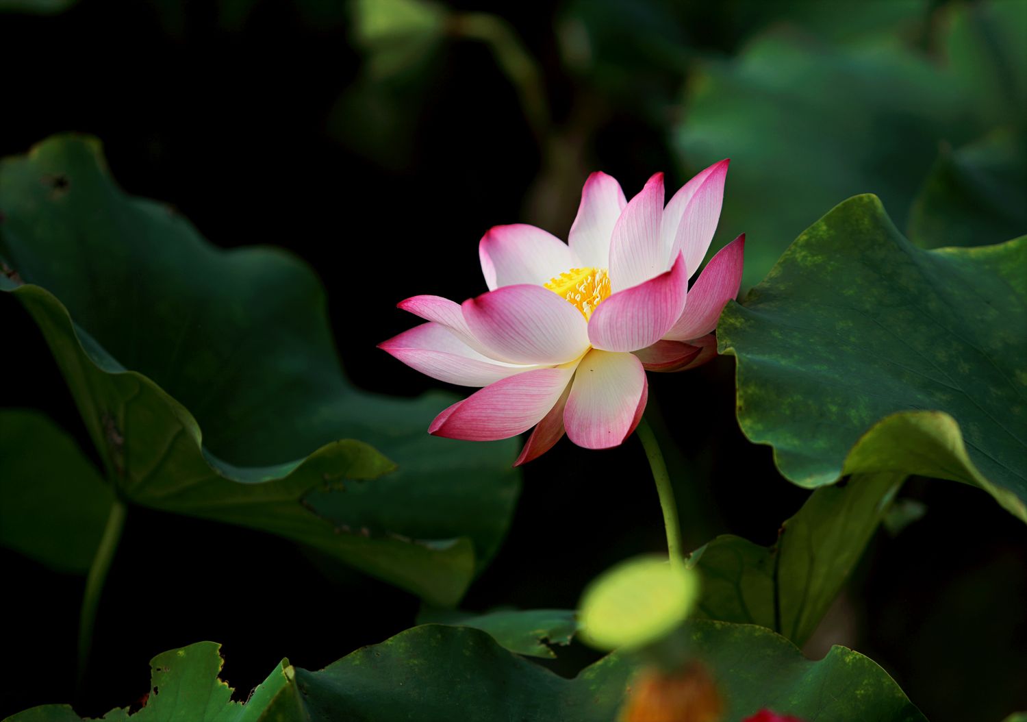 Soft pink bloom