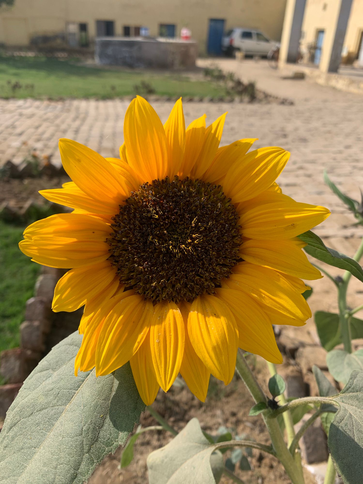 Bright sunflower