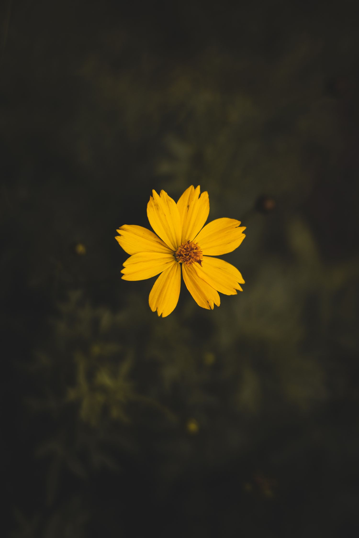 Bright yellow daisy