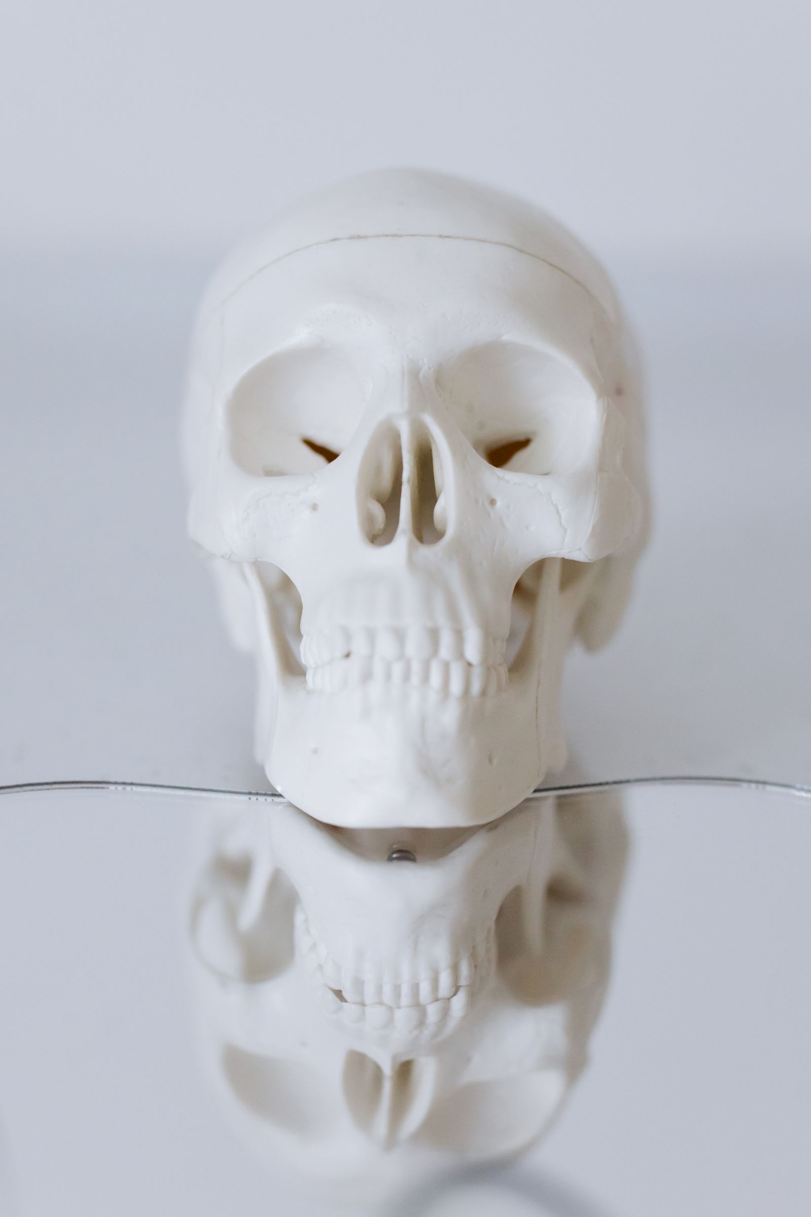 An anatomical teaching model